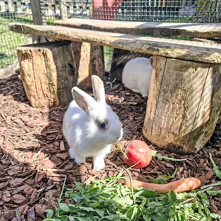 Haflingerhof Almrose By Interhome Daire Kaunertal