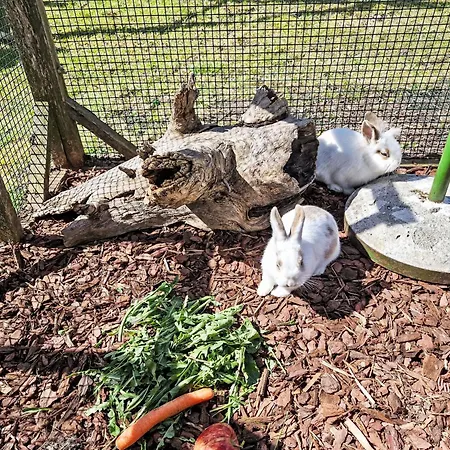 Haflingerhof Almrose By Interhome *